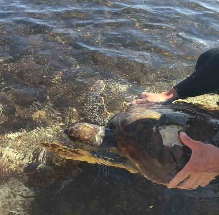 Palermo, salvata una Tartaruga Caretta Caretta a Mondello